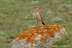 Oenanthe isabellina