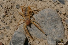 Solifugae sp.