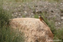 Emberiza cia