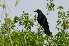 Corvus frugilegus