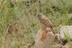 Emberiza buchanani/hortulana