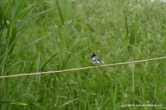 Motacilla personata