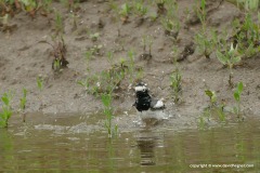 Motacilla personata