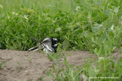 Motacilla personata