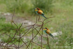 Merops apiaster