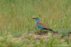 Coracias garrulus