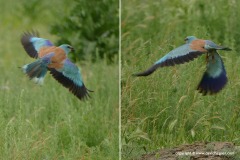 Coracias garrulus