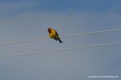 Emberiza bruniceps