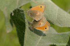 Coenonympha pamphilus