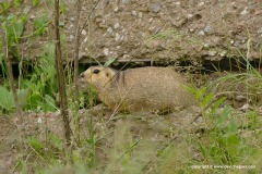 Spermophilus fulvus