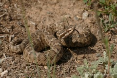 Gloydius cf. halys