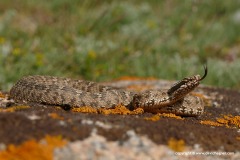 Gloydius cf. halys