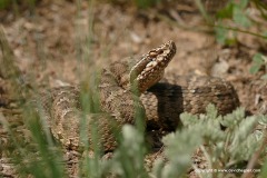 Gloydius cf. halys