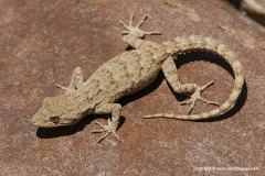 Mediodactylus narynensis