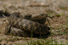 Natrix tessellata