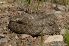 Natrix tessellata