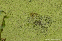 Pelophylax bedriagae