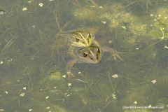 Pelophylax bedriagae