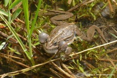 Pelophylax bedriagae