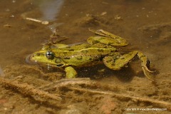 Pelophylax bedriagae