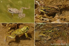 Pelophylax bedriagae