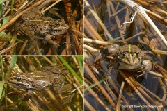 Pelophylax bedriagae