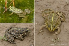 Pelophylax bedriagae