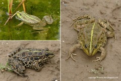 Pelophylax bedriagae