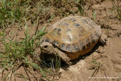 Agrionemys (Testudo) horsfieldii