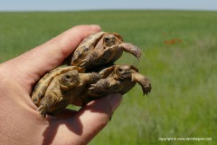 Agrionemys (Testudo) horsfieldii