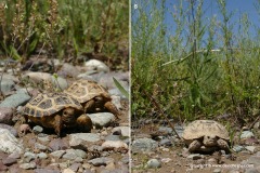 Agrionemys (Testudo) horsfieldii