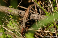 Podarcis muralis