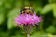 Rutpela maculata