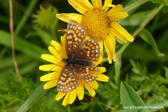 Melitaea athalia