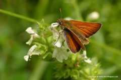 Hesperia comma