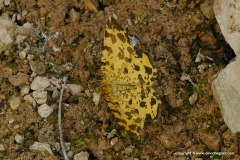 Pseudopanthera macularia