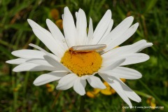 Eilema lurideola