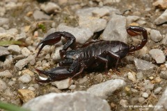 Euscorpius sp.