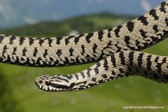 Vipera berus berus