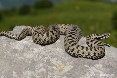 Vipera berus berus