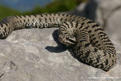 Vipera berus berus