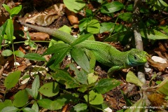 Lacerta viridis