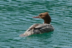 Mergus merganser