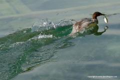 Mergus merganser