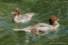 Mergus merganser