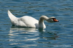 Cygnus olor