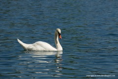 Cygnus olor