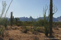 Organ Pipe Cactus N.M.