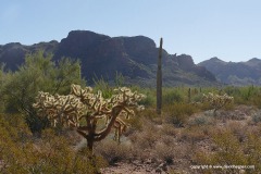 Organ Pipe Cactus N.M.