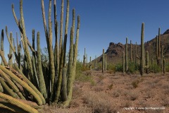 Organ Pipe Cactus N.M.